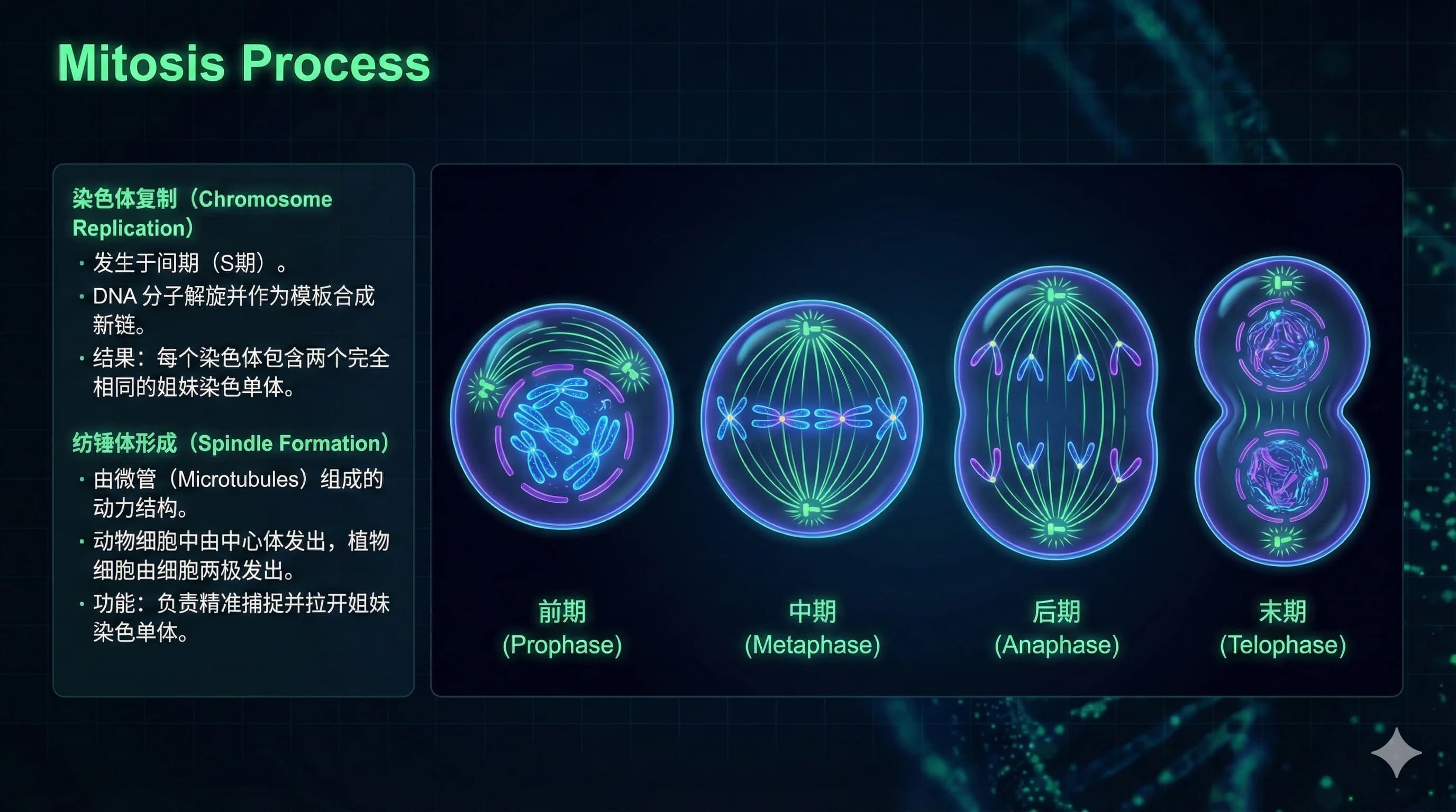 生物学·细胞有丝分裂 - PPT 风格 AI 绘画作品